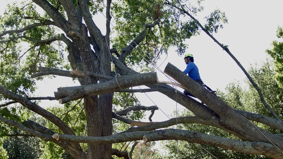 Professional Crown Thinning performed by certified arborists in Malta